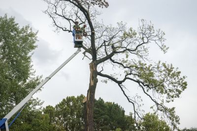 Tree Felling and Removal
