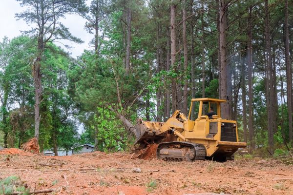 Trees Clearing in Antioch