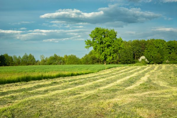 Vegetation Removal in Antioch