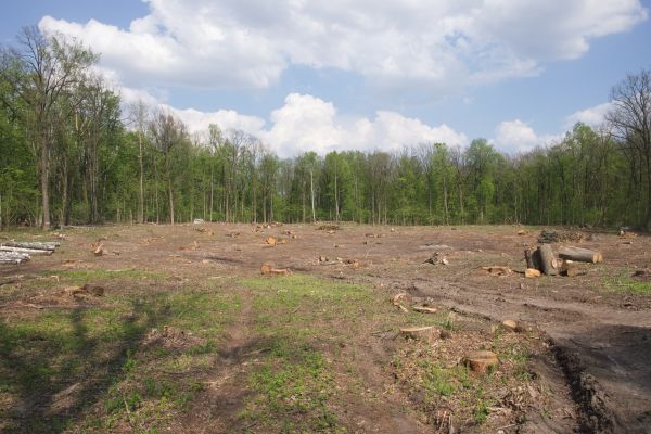 Pasture Clearing in Antioch