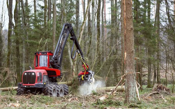 Forest Clearance Service in Antioch