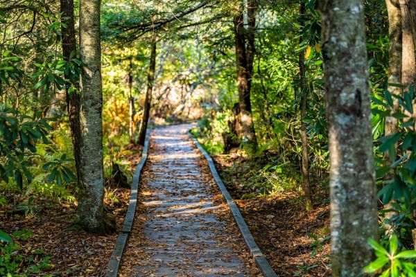 Trail Clearing in Antioch